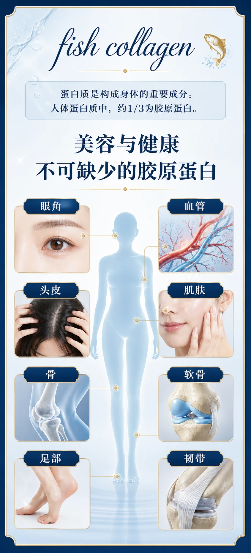 胶原蛋白在人体中的分布示意图