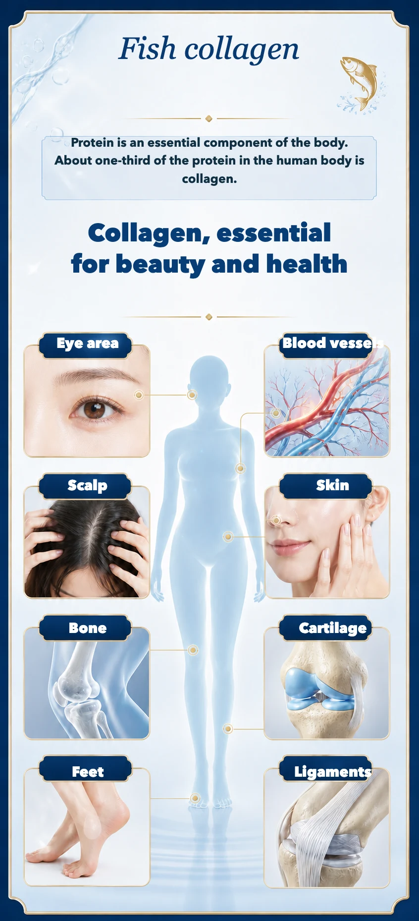 Illustration showing where collagen is found in the body