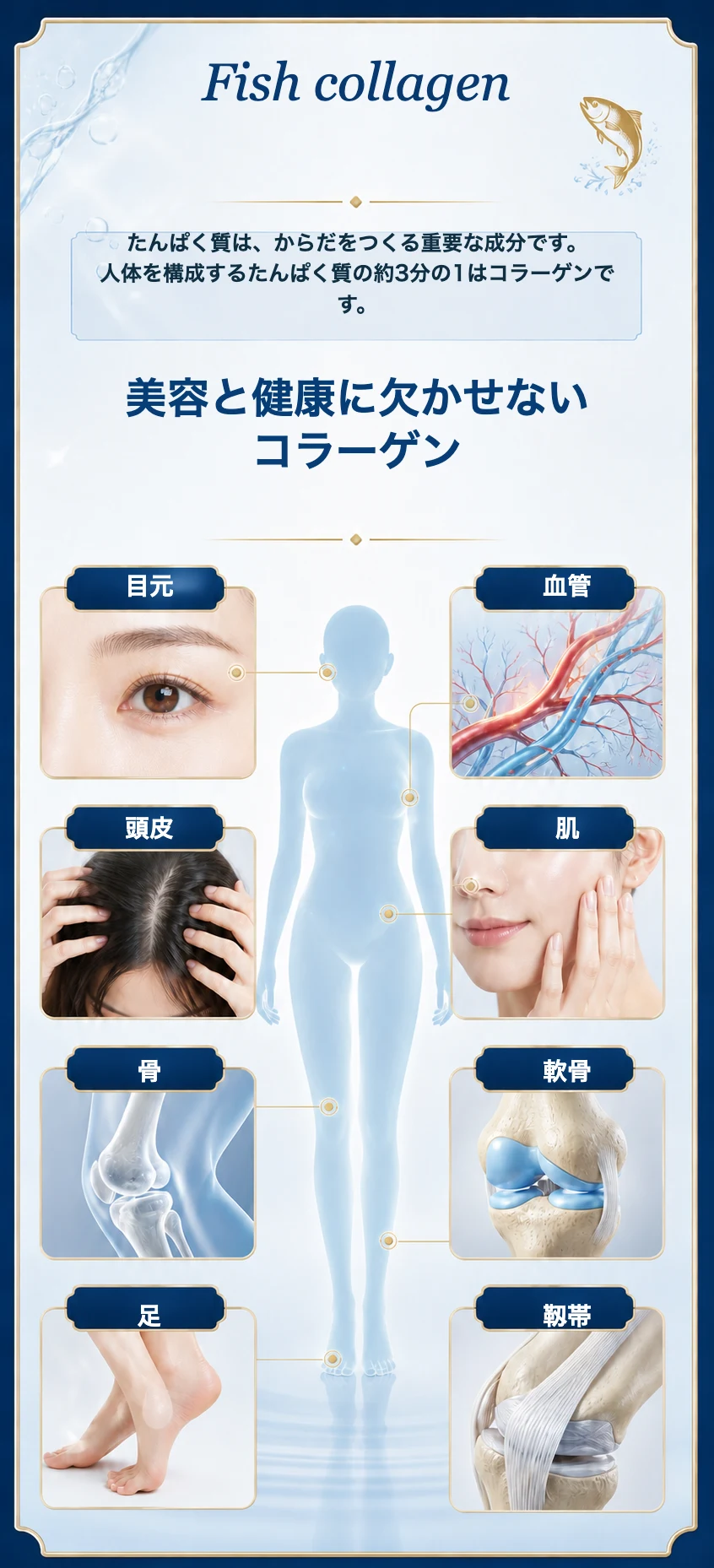 体内でコラーゲンが存在する部位のイメージ