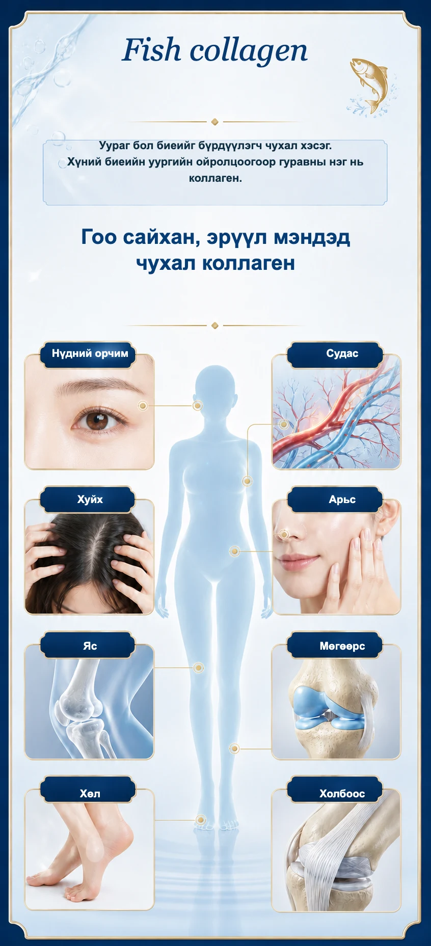 Коллаген агуулагддаг биеийн хэсгүүдийн зураглал